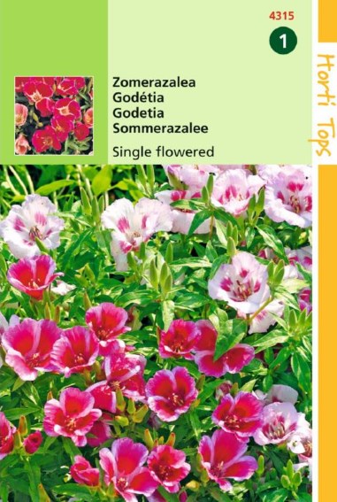 Godetia einzelblumige mix (Clarkia) 1100 Samen